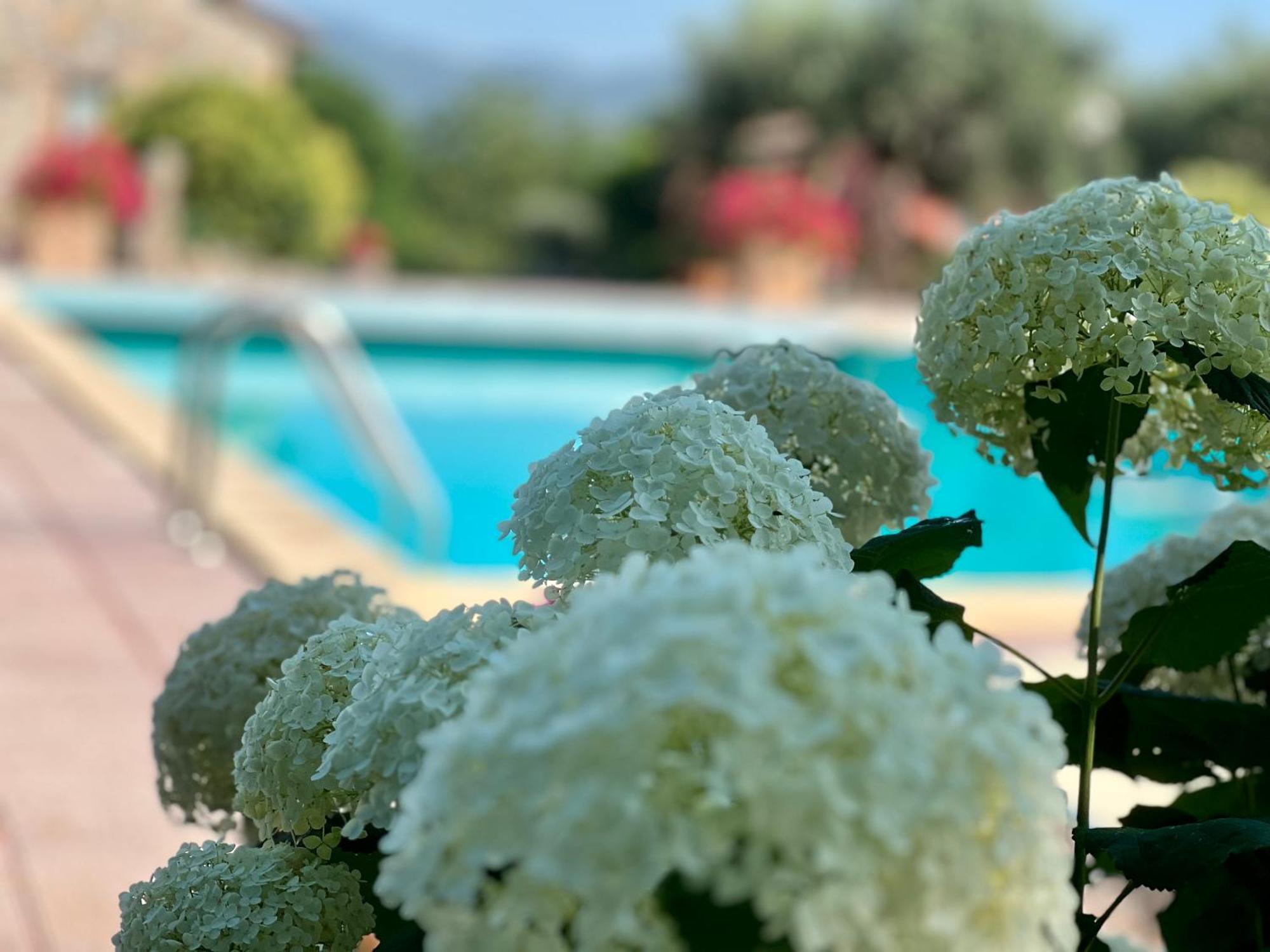 Le Case Di Lisetta Holiday Homes 科尔恰诺 外观 照片